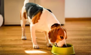 Why does my dog get diarrhea after eating wet food?
