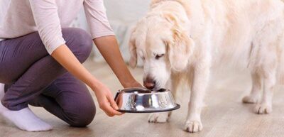 Will Wet Food Make My Dog Have Diarrhea? 2