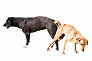 Why do dogs get stuck during mating?