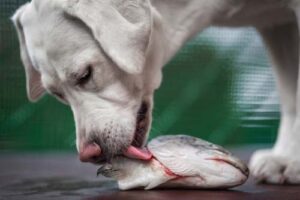 Can Dogs Eat Catfish?