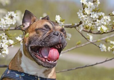 Why Do Dogs Sneeze?