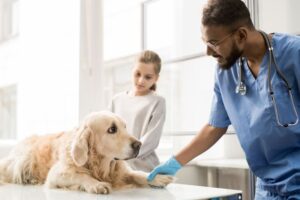 How to treat anemia in dogs at home