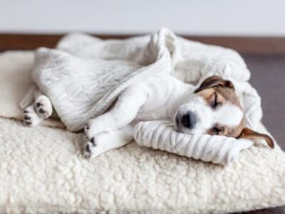 How to treat anemia in dogs at home