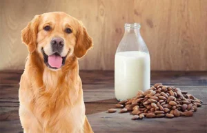 Can dogs have almond milk?
