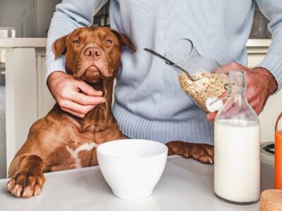 Can dogs have almond milk?