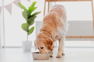 Can Dogs Eat Applesauce? 