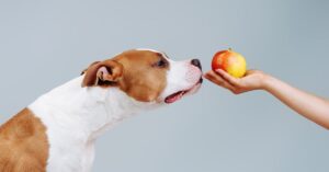 Can Dogs Eat Applesauce? 