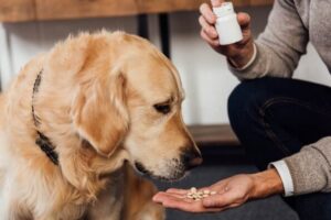 Can I give my dog aspirin for a limp?
