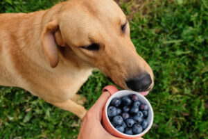 Can Dogs Have Berries