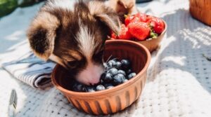 Can Dogs Have Berries