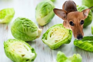 Can Dogs Eat Brussel Sprouts?