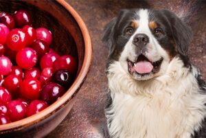 Can dogs have Cranberry Juice?