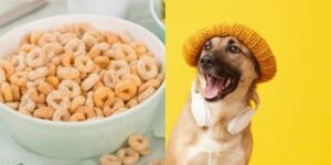 Can dogs have cheerios?
