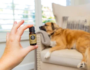 Is citronella oil safe for dogs?