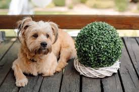 Is citronella oil safe for dogs?