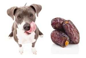 Can Dogs Eat Dates?