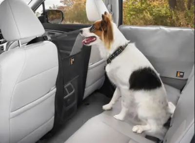How to get dog hair out of car
