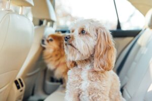 How to get dog hair out of car