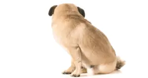 Why do dogs drag their butts? 