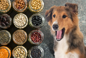 Can Dogs Eat Beans?