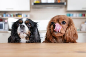How Long Does It Take For Dogs To Digest Food