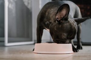 How Long Does It Take For Dogs To Digest Food