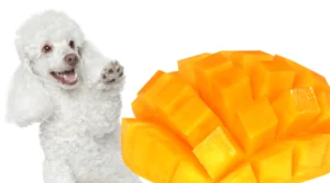 Can Dogs Eat Dried Mango?