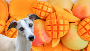 Can Dogs Eat Dried Mango?