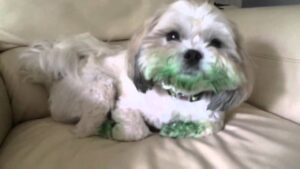 My dog ate paint
