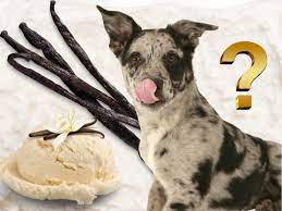 Can dogs have vanilla?