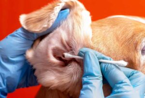 How To Get Rid Of Ear Mites In Dogs