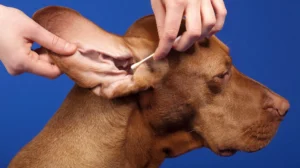 How to clean dog's ears 