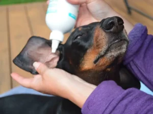 How to clean dog's ears 