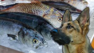 Can Dogs Eat Fish Bones?