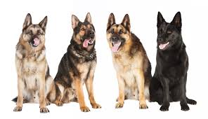 How much do German shepherds shed?