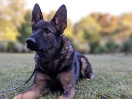 How much do German shepherds shed?