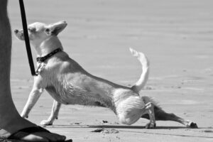 How to strengthen old dogs hind legs