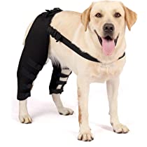 How to strengthen old dogs hind legs