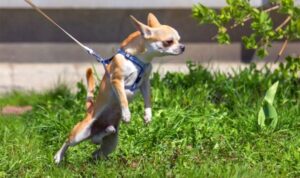 How to stop leash pulling in 5 minutes
