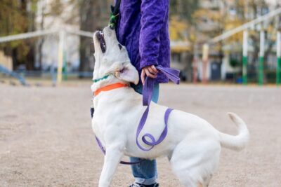 How to stop leash pulling in 5 minutes