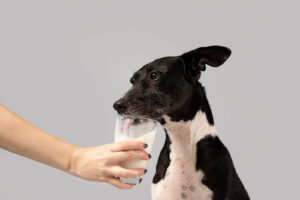 Can dogs have oat milk? 