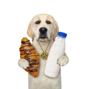 Can dogs have oat milk? 