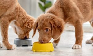 Best probiotics for dogs with allergies