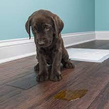 How to stop dogs from peeing in the house