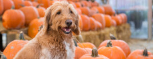 How much pumpkin for a 60 lb dog?