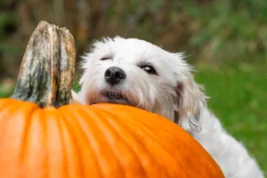 How much pumpkin for a 60 lb dog?