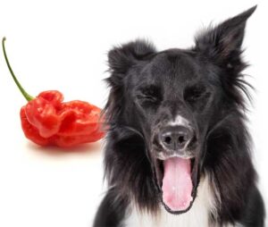 Can dogs have Pepper?