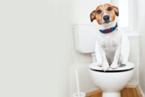 25 easiest dogs to potty-train