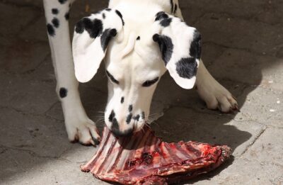 Can Dogs Eat Rib Bones?