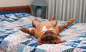 Can Dogs Have Sleep Apnea ?